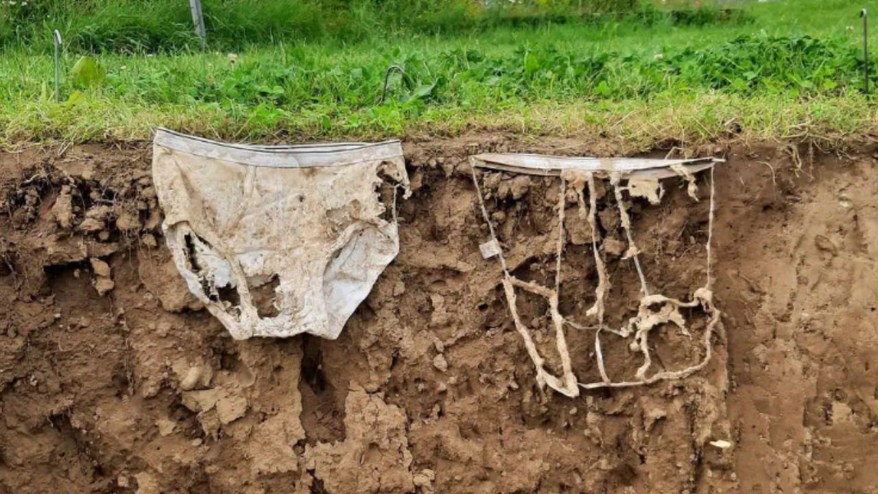 Why Scientists Asked More Than 1,000 People to Bury Their Underwear to Study Soil Biodiversity Across Switzerland