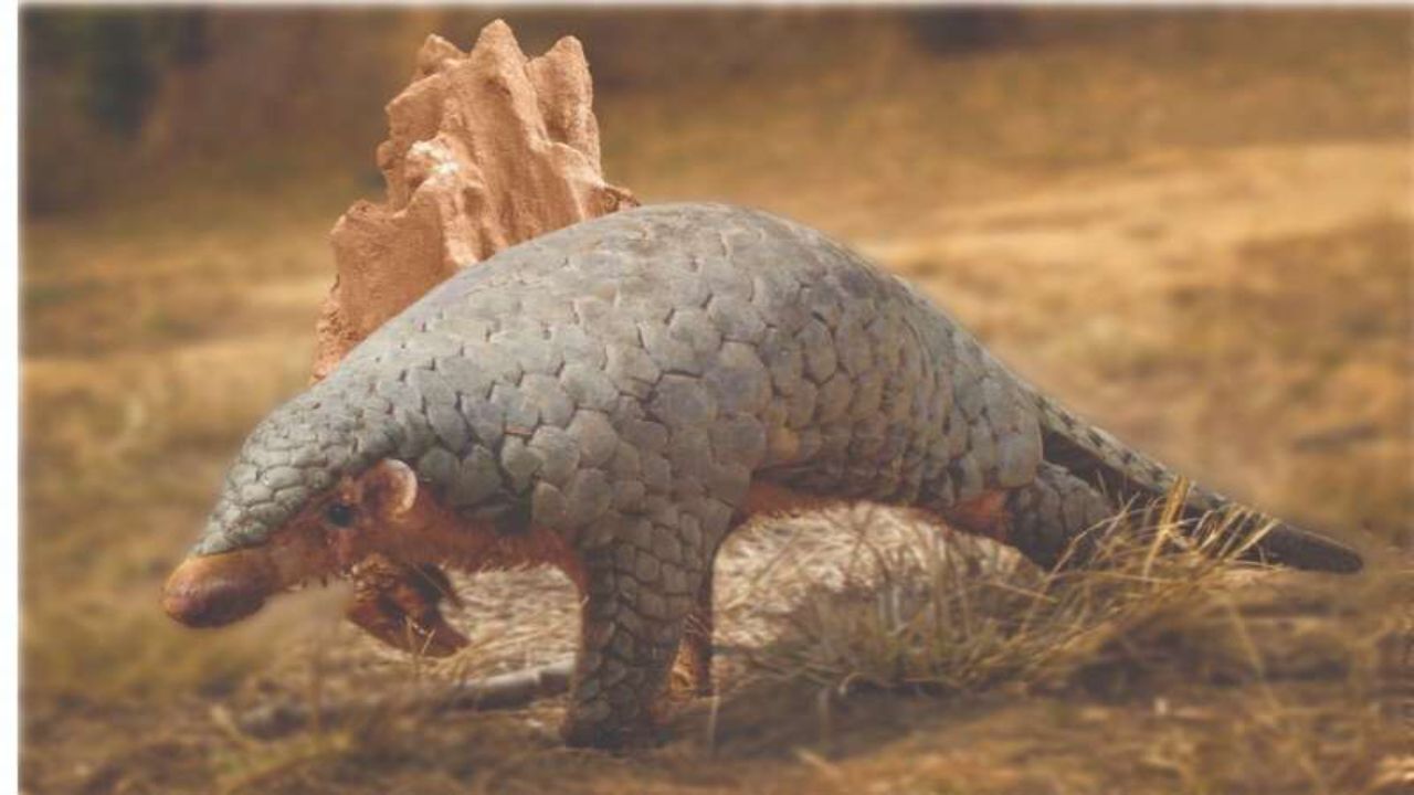 An 1836 Museum Specimen Confirms a Distinct Himalayan Pangolin Species, Manis aurita