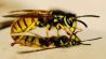 UCL Biologist Reports Unusually Few and Small Wasps in Britain, With No Survey Data Yet