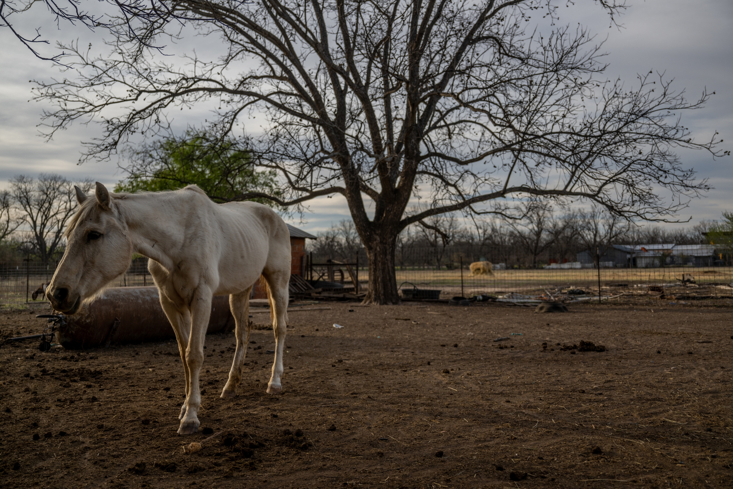 USDA Confirms Screwworm in a West Texas Ranch Horse as Texas Releases Other Infested Zones