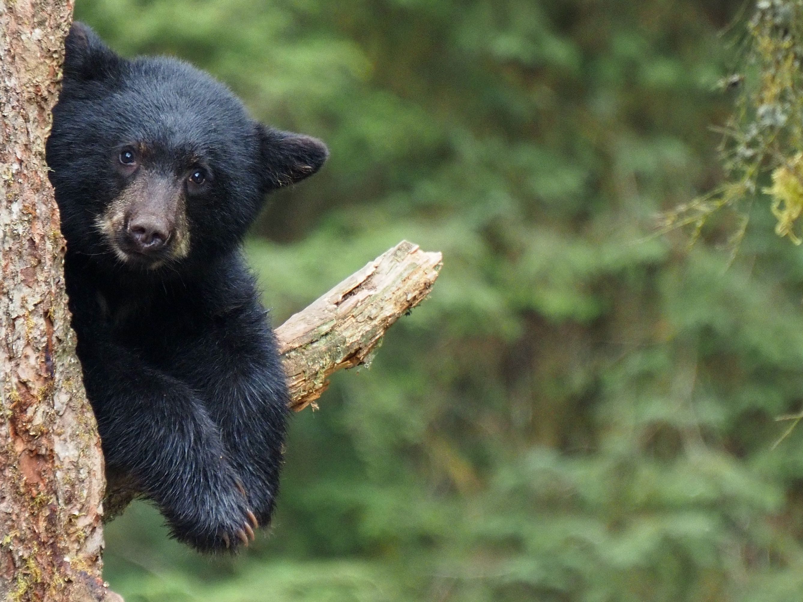 Colorado Confirms a Record 10 Bear Attacks in 2026 as Drought Leaves Western Bears Hungry