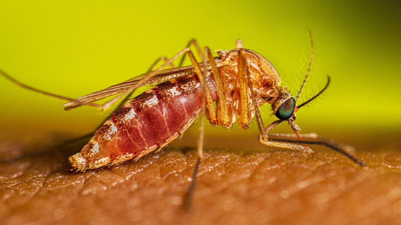About 7 in 10 Reported West Nile Cases in 2026 Are Severe as Peak Season Continues
