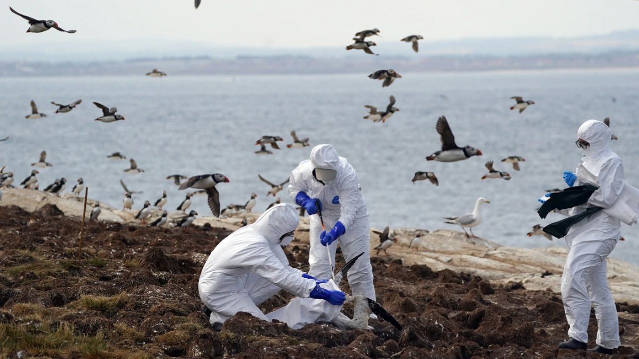 Bird Flu Hits Commercial Flocks Holding More Than 417,000 Birds in Minnesota and the Dakotas as Fall Migration Begins