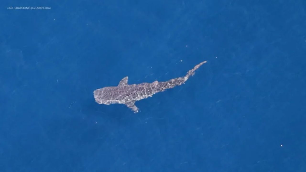 A Whale Shark Cruises Off Malibu as Warm Waters Draw Subtropical Visitors to Southern California