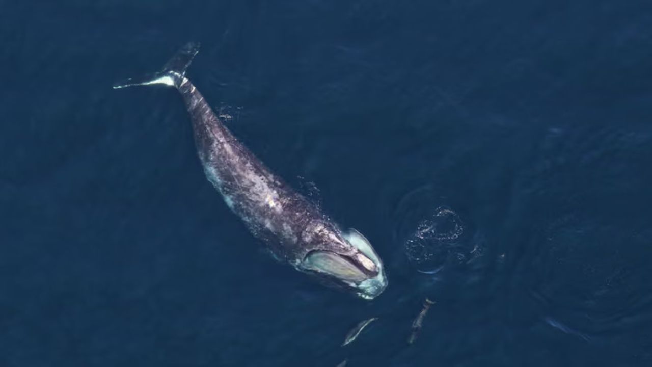natureworldnews.com - Avery Porter - Tagged Right Whales Fed Near the Surface at Night and Spent a Quarter of Their Time Outside a Protected Zone