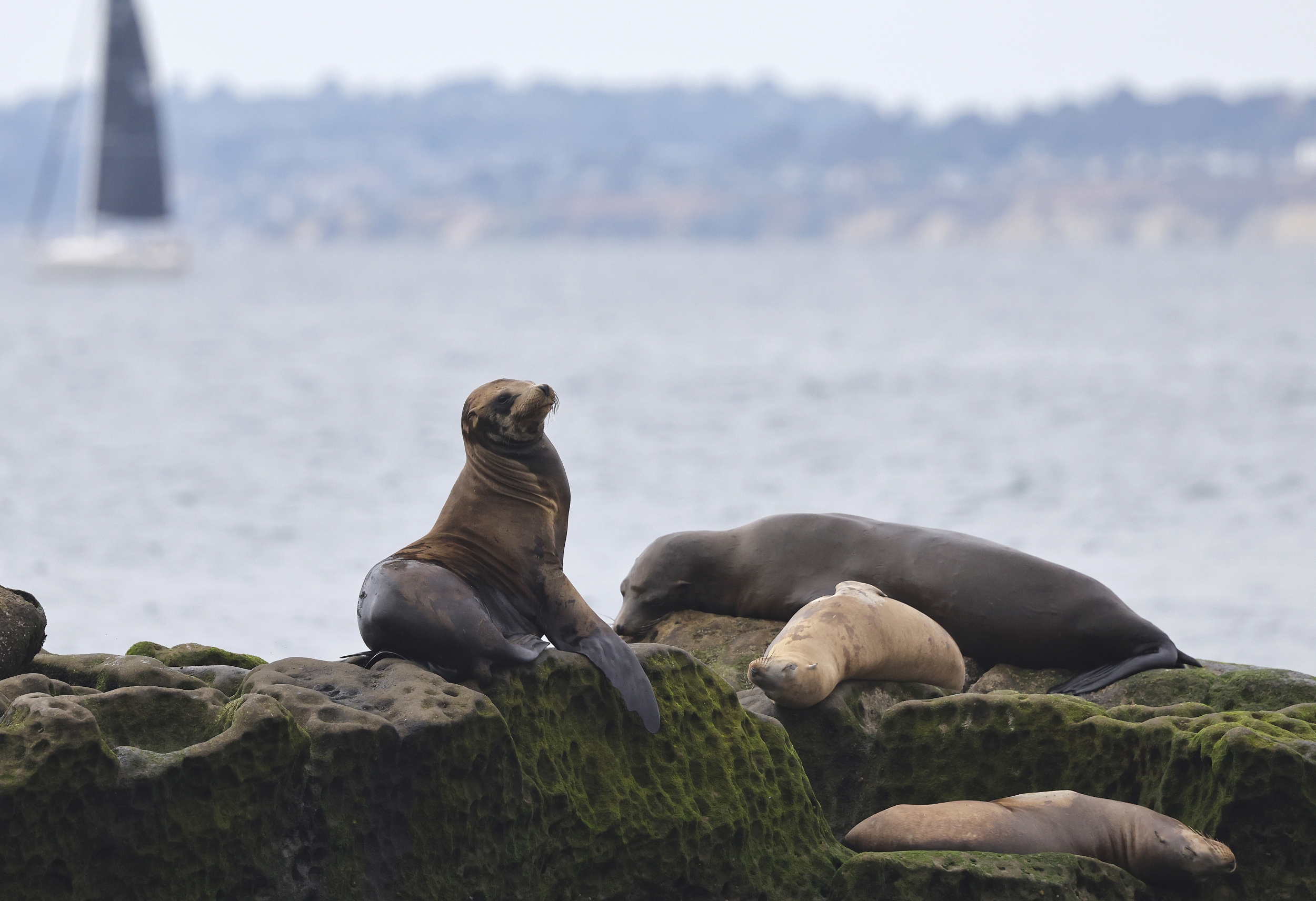 Bird Flu Now Confirmed in Five Endangered Australian Sea Lions as South Australia Seeks a Mammal Vaccine Trial