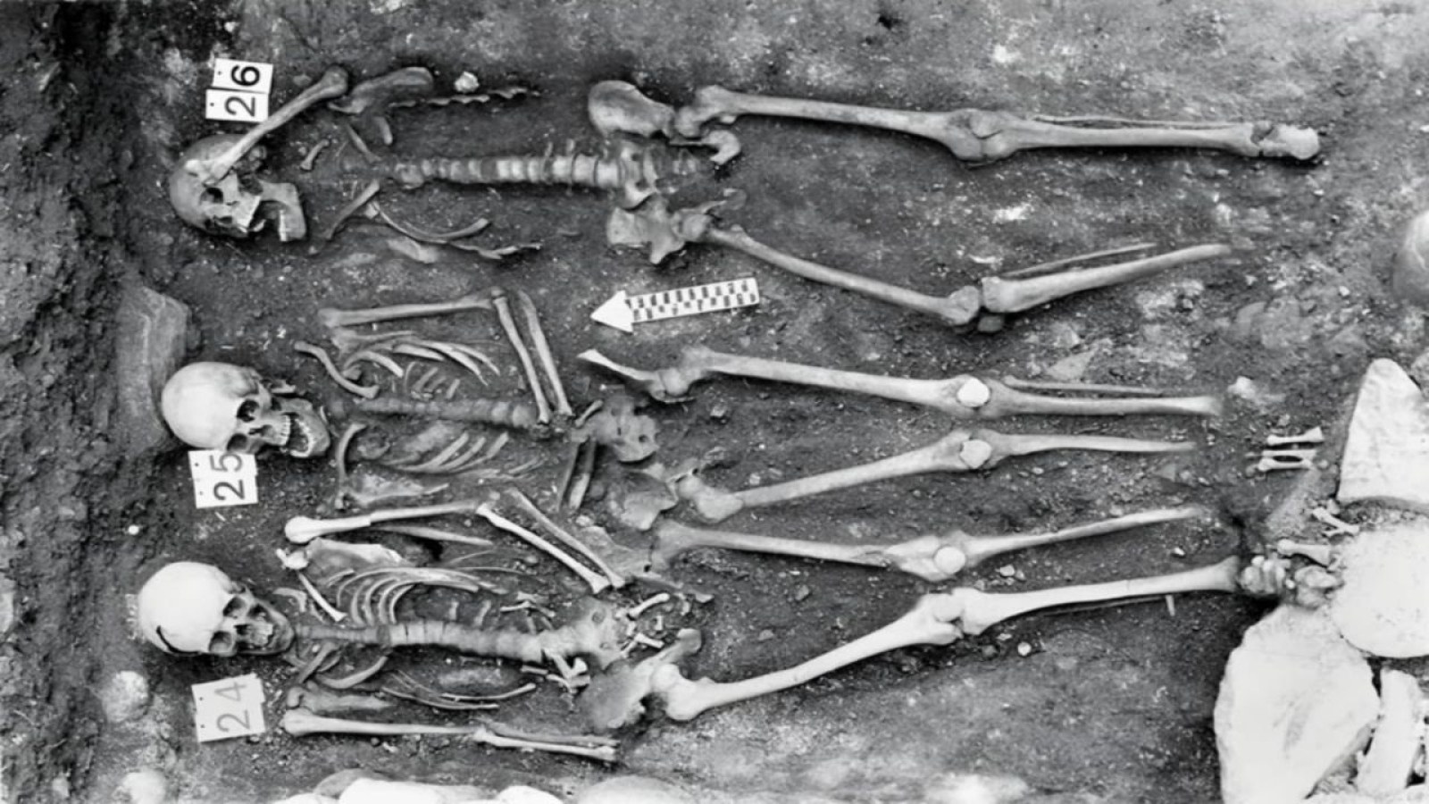 Plague Split into Three New Branches in the Late 1400s, and Researchers Suggest Drought May Have Played a Role