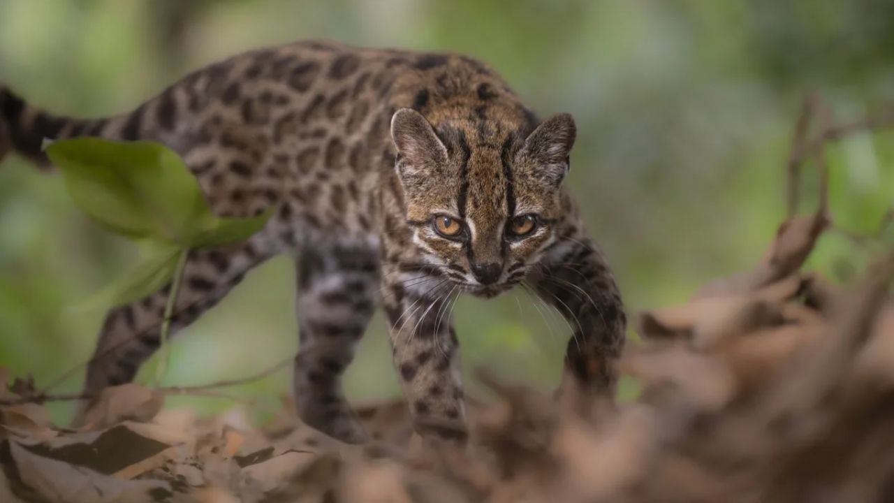A 'Weird Cat' Found as a Kitten on a Bolivian Road Is the First New Living Cat Species Named in Over a Century