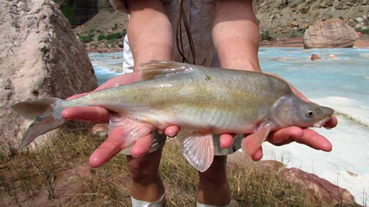 With Lake Powell About a Quarter Full, Reclamation Chooses Hydropower Over Cold-Water Flows That Held Back Invasive Bass