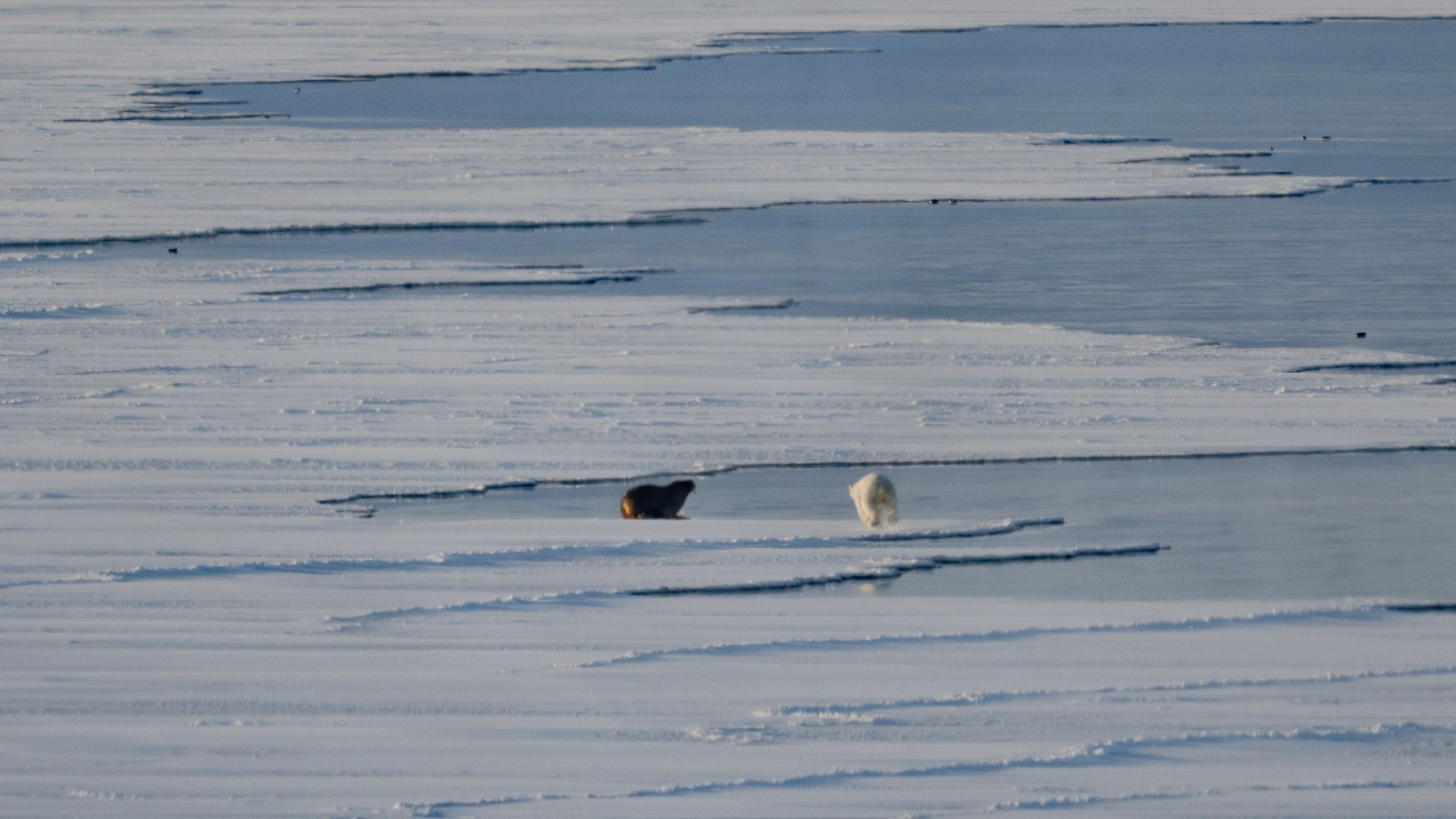 Why a 'Typical' Arctic Sea Ice Minimum Would Have Been a Record Low Just Two Decades Ago