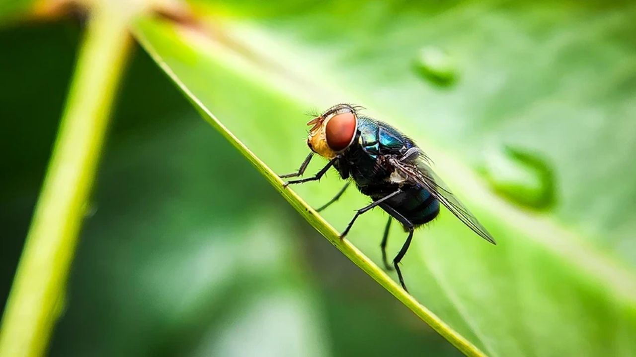 USDA Tops 1 Billion Sterile Flies Released Against Screwworm as Eradication Remains Unfinished