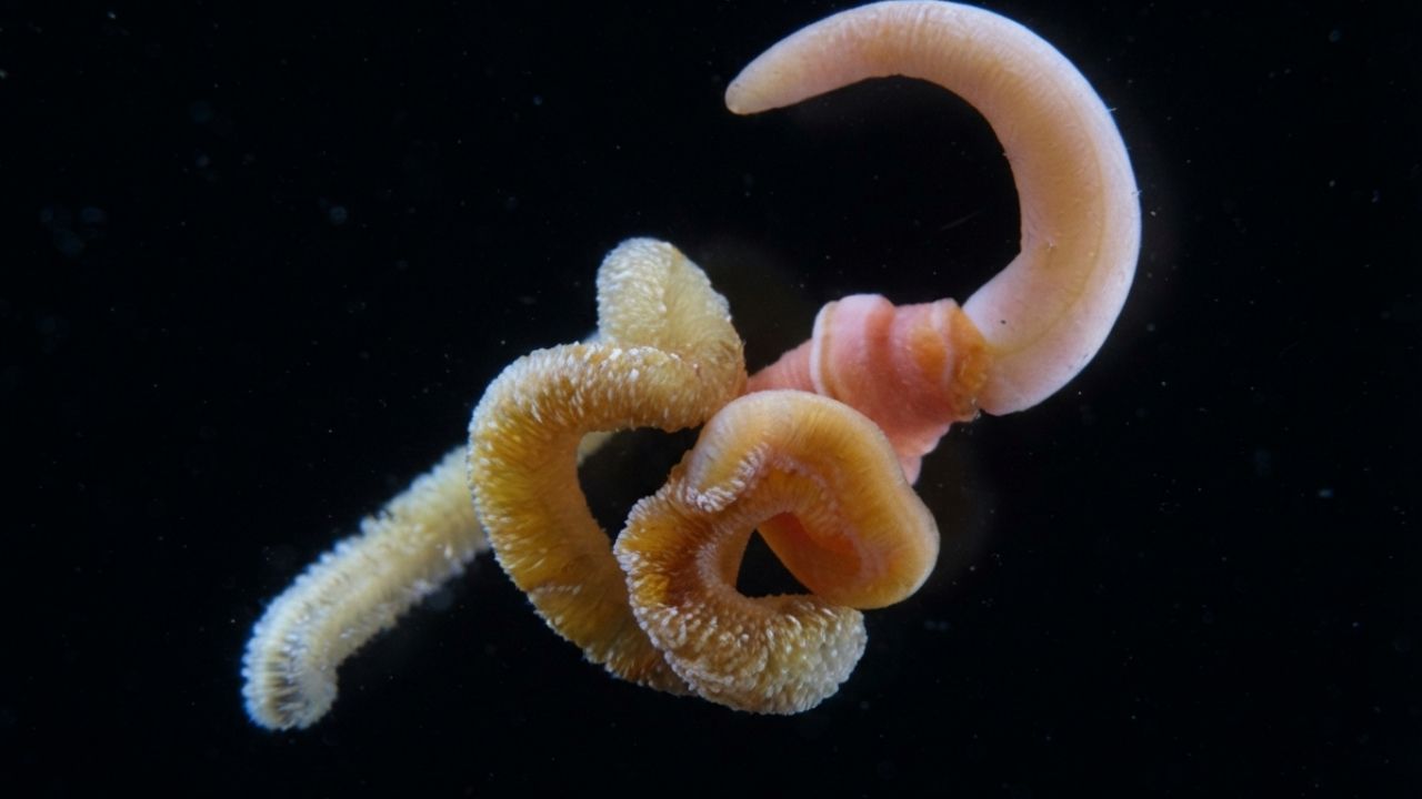 The Brain's Two-Part Blueprint Found in Mice Also Shows Up in Seafloor Acorn Worms