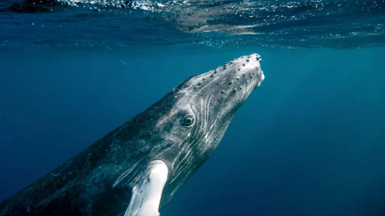 Rare Footage Shows a Humpback Whale Mother Staying with Her Stillborn Calf in a First Documented Case for the Species
