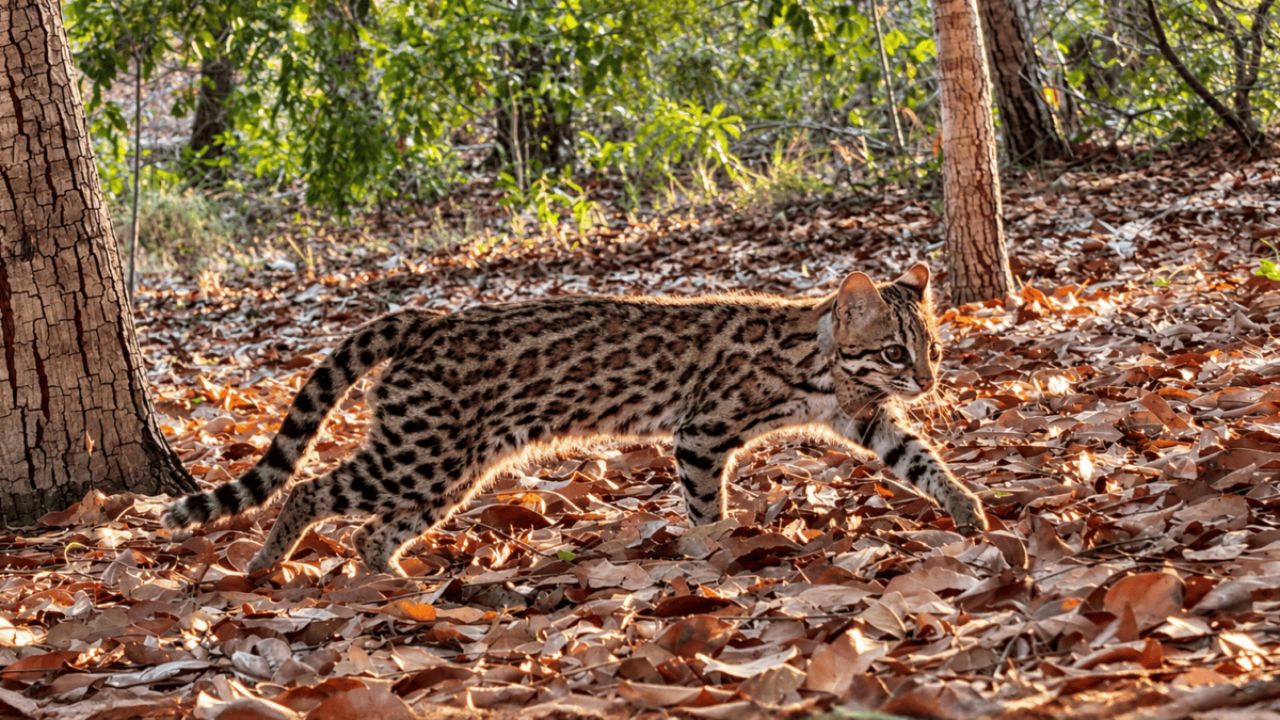 The First New Wild Cat Species in More Than a Century May Need Stronger Protection, a Conservation Expert Says
