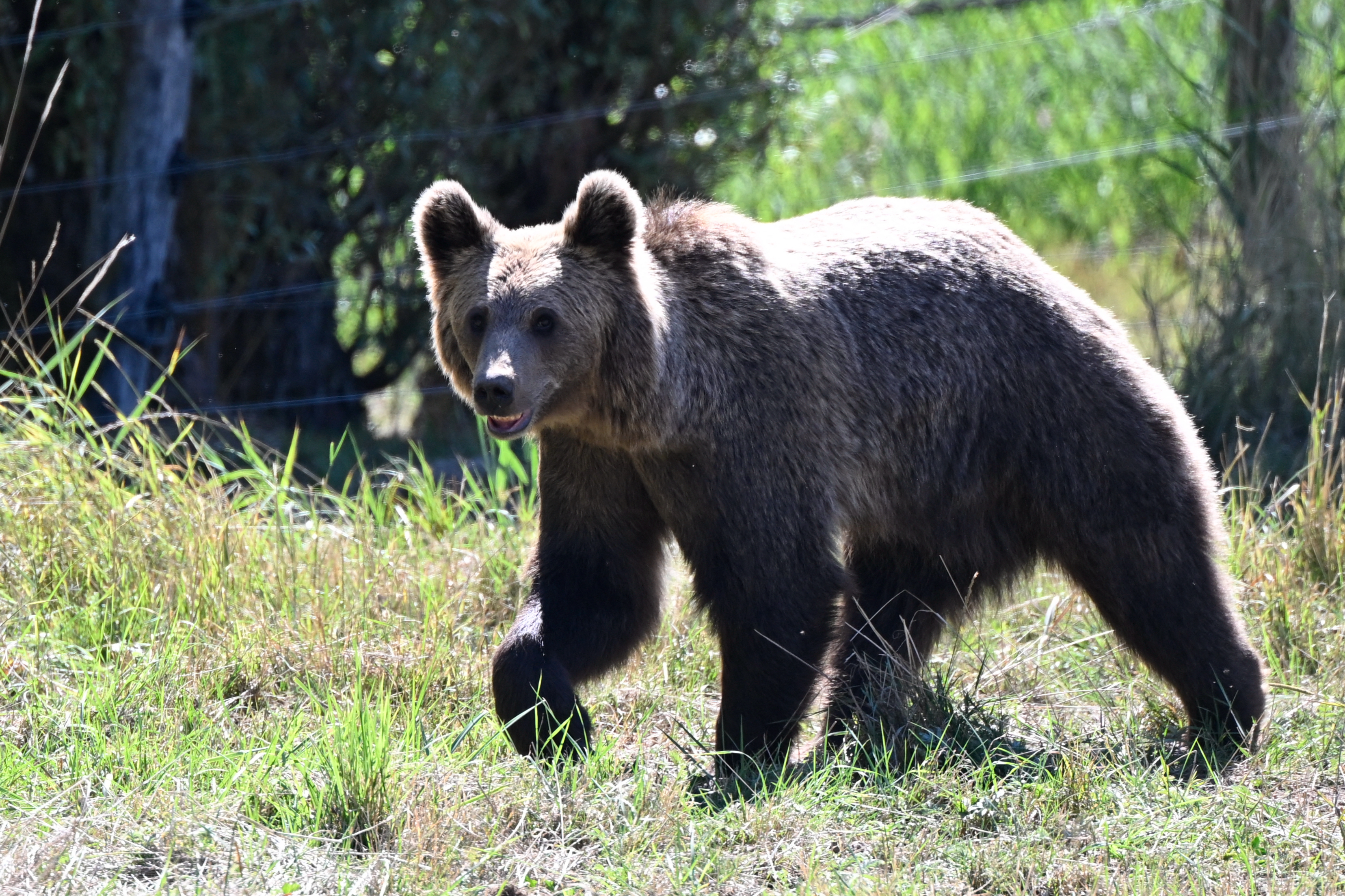 Brown Bears Kill Six in Siberia's Krasnoyarsk Region, Prompting a Russian Negligence Probe
