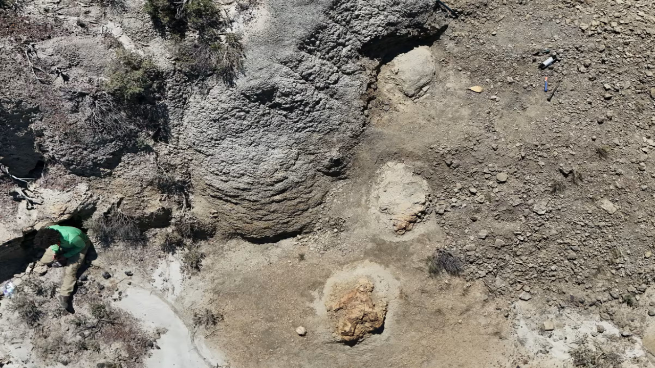 Colorado Teacher's Find Gives Scientists the First Known Adult T. Rex Trackway