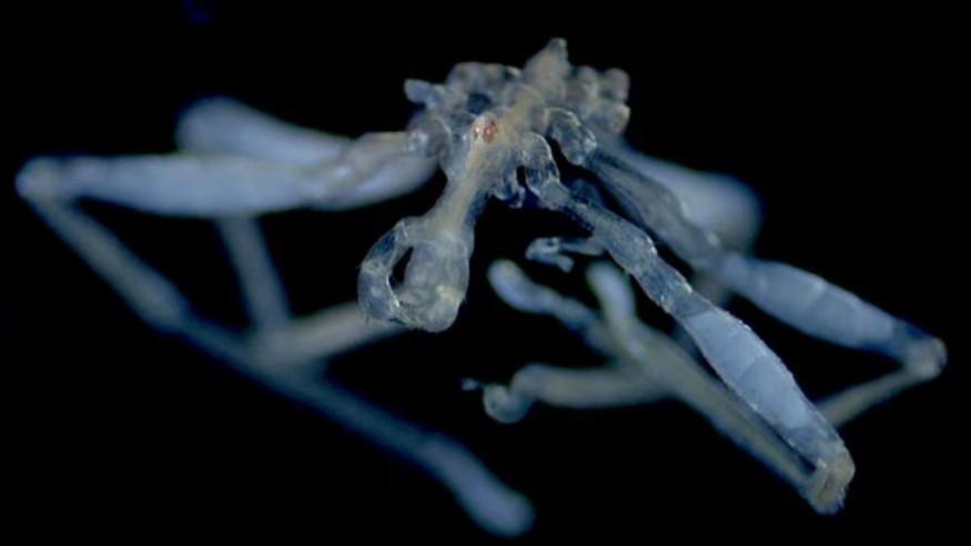 Red-Eyed, Hairy-Legged Sea Spiders Are the Salish Sea's First New Sea Spider Species in Nearly a Century