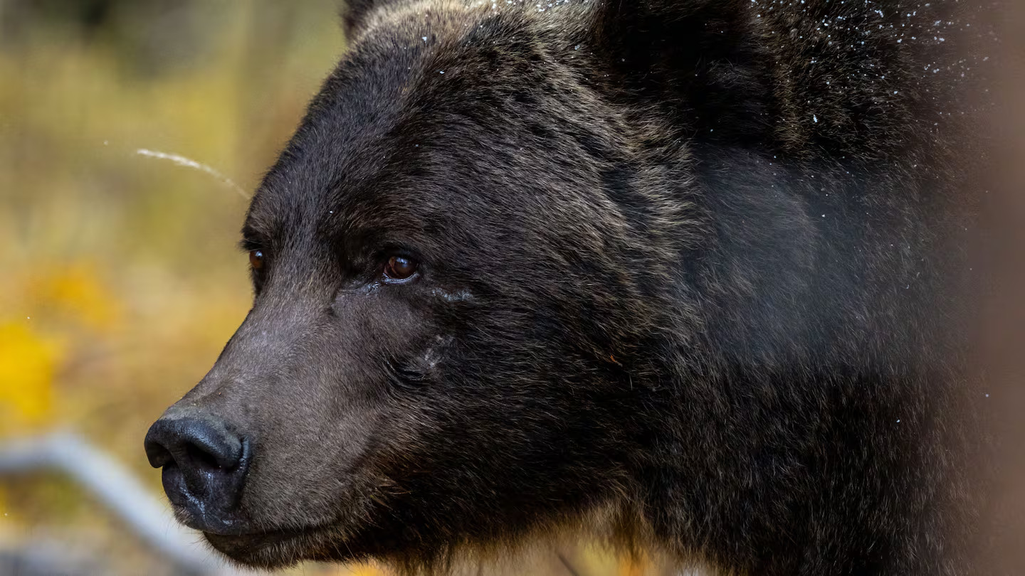 Banff's Aging Grizzly 'The Boss' Faces Closer Management, but Parks Canada Calls Lethal Removal Extraordinarily Rare
