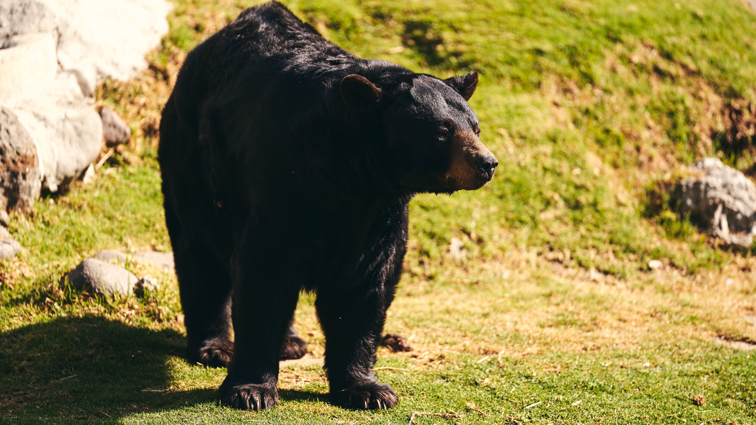 French Bulldog Dies After Confronting a Black Bear That Attacked Her Owners in Trinity County, California