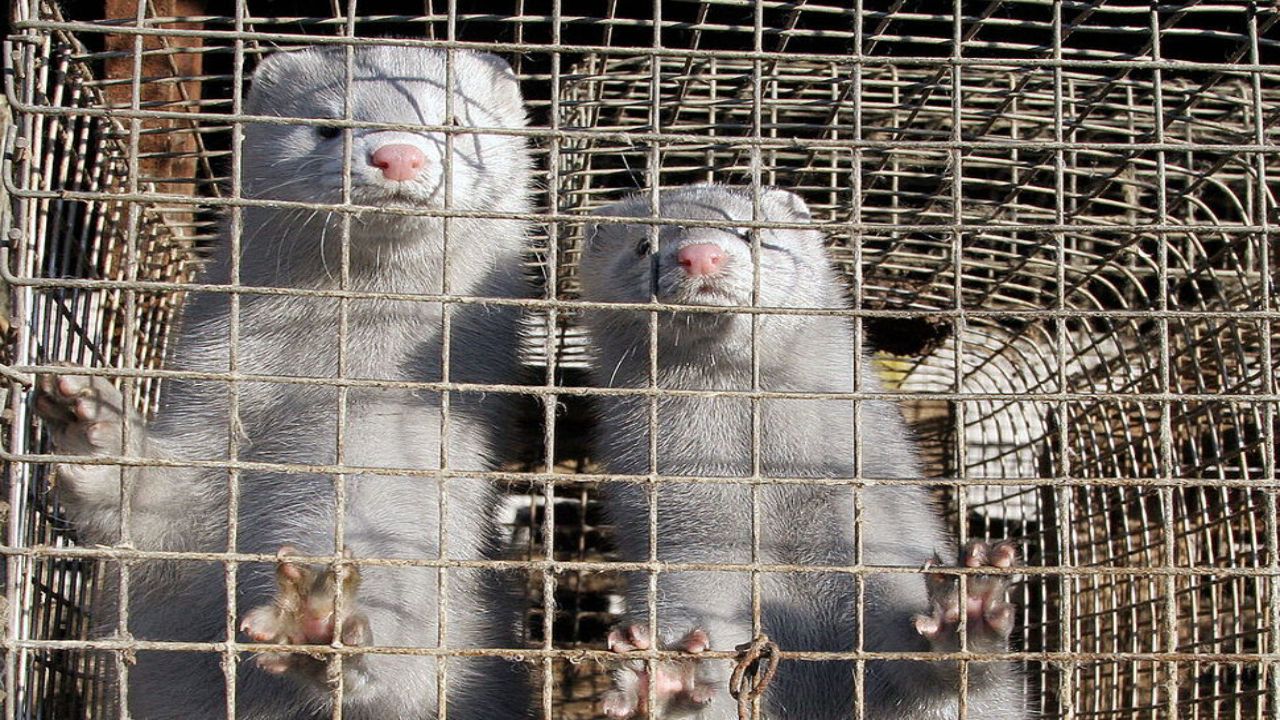 natureworldnews.com - Lucas Caldwell - Utah Mink Farm Expects to Lose 80% of Its Animals to Bird Flu, State Records Show