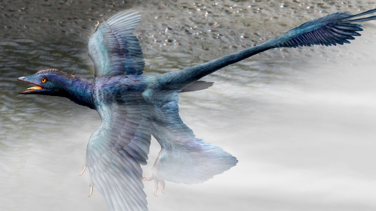 Complete Four-Winged Dinosaur From China Adds Evidence That Flight Anatomy Evolved More Than Once