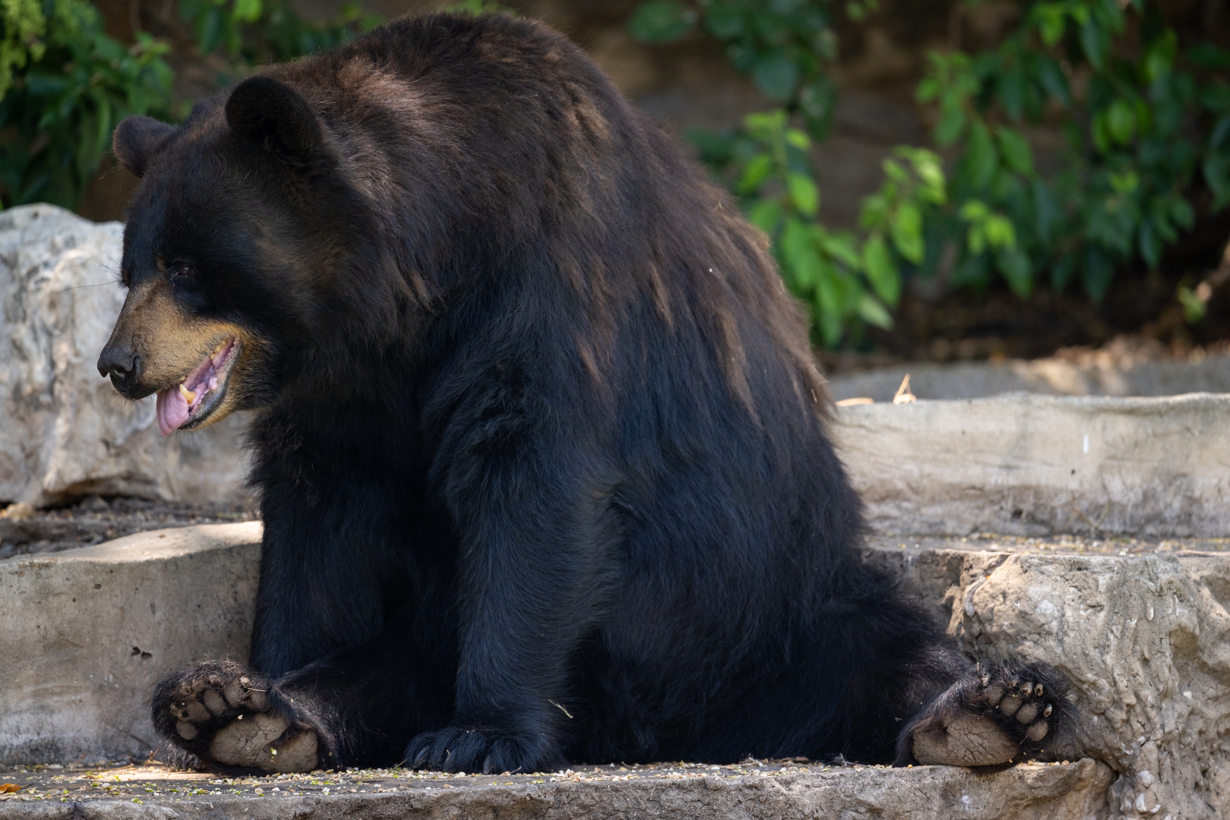 Can You Shoot a Bear Attacking Your Livestock? A Granby Charge Tests Connecticut's Bear Law