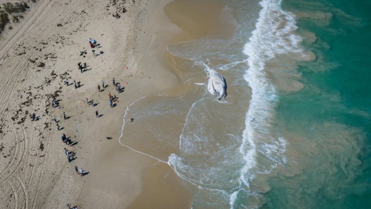 Crews Move to Haul a Whale Carcass Off Perth's City Beach After Sharks Circled the Shoreline