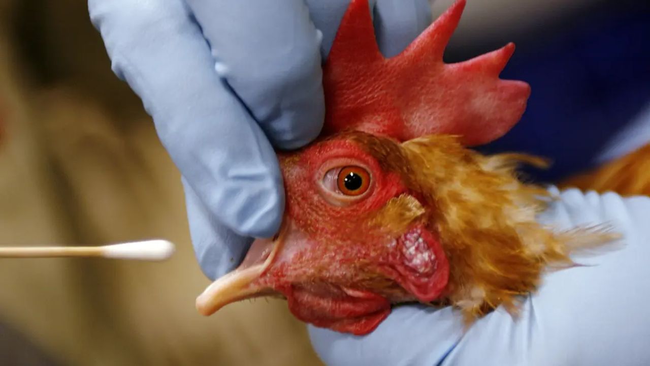 Mutations From Canada's First Human H5N1 Case Weakened the Virus's Grip on Cells, UBC Study Finds