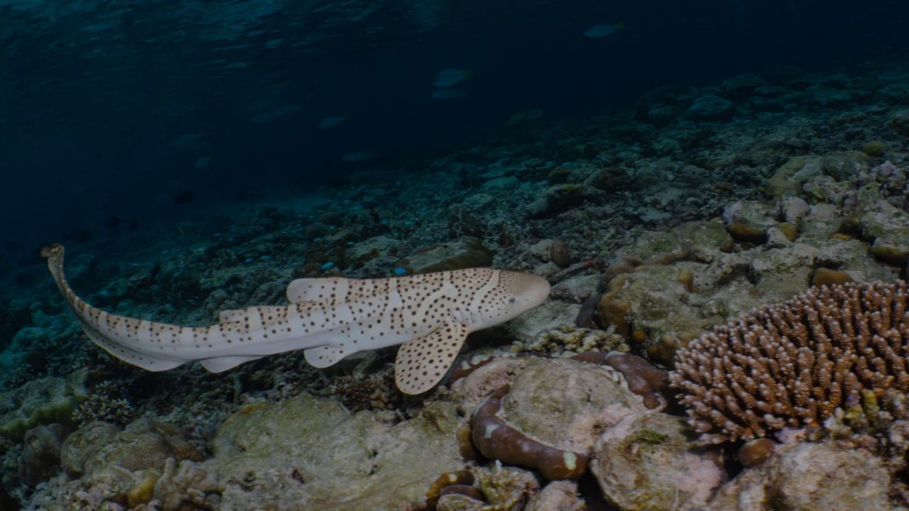 Endangered Leopard Shark Filmed Off Samoa Provides the First Verifiable Record for the Country