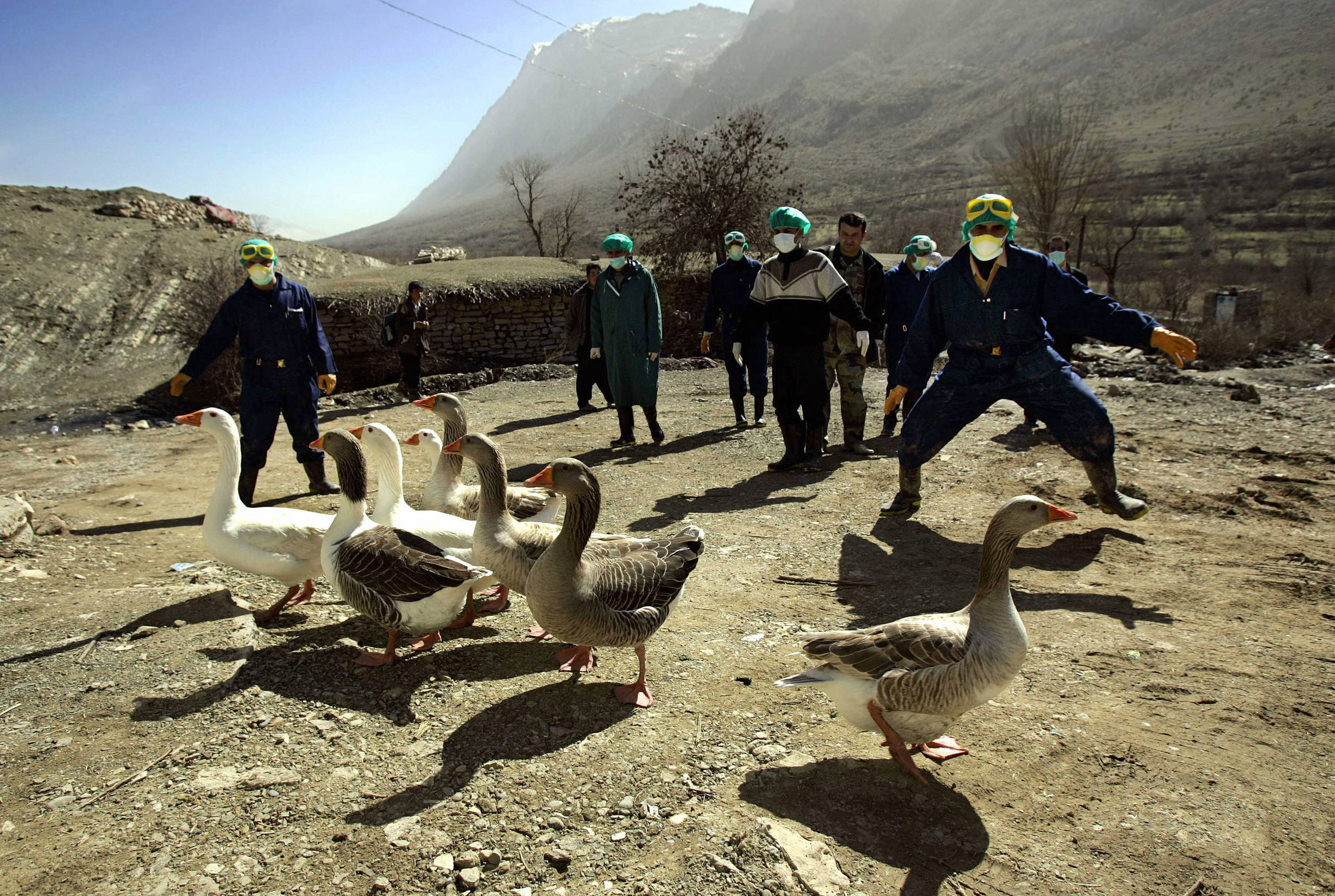 Second Goose with Bird Flu Dies at Nicosia's Athalassa Park as Cyprus Tests Four Exposed People