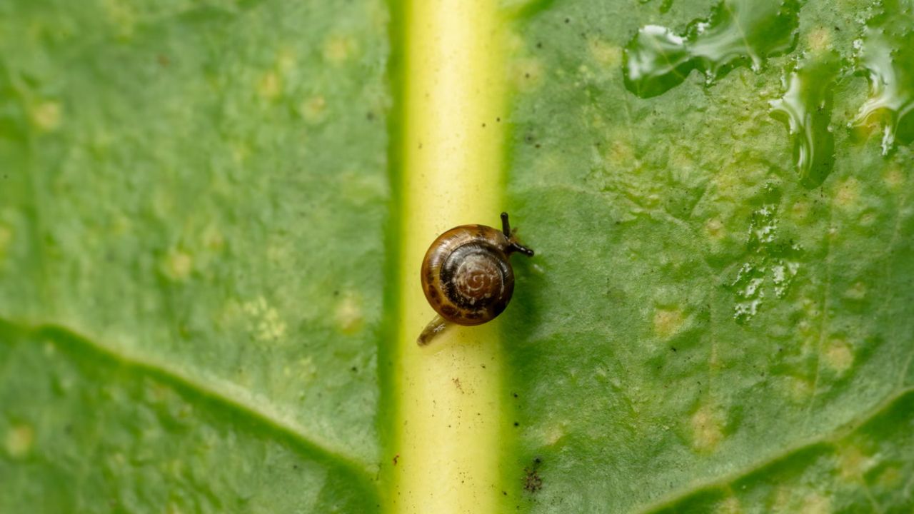 Tree-Dwelling Tasmanian Snail Gets a New Genus, and Its Closest Known Relatives Live on Norfolk Island