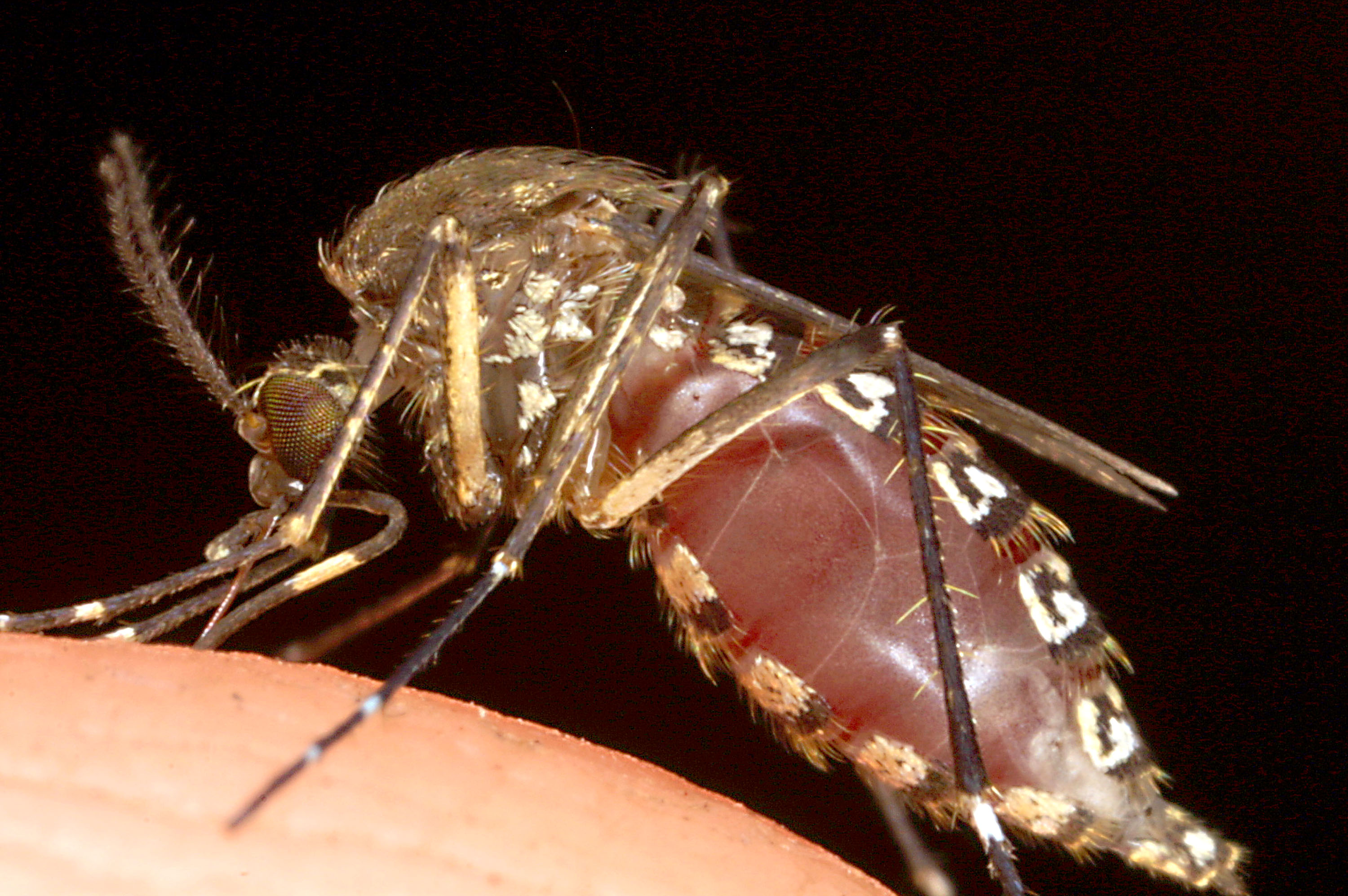 San Diego County Logs Most Local West Nile Cases Since 2016 as Late-Season Risk Lingers in Southern California