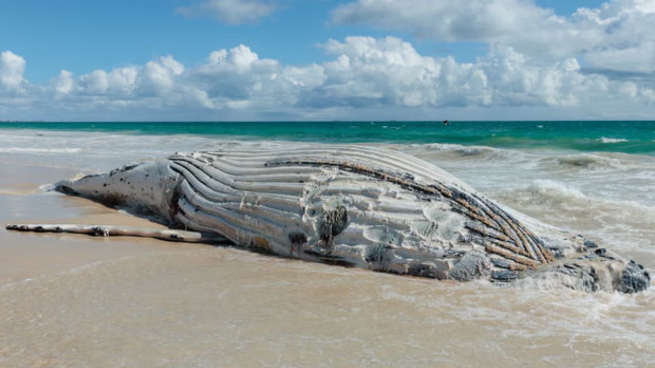 Whale Carcass Drew White Sharks Within 10 Meters of Shore at One of Perth's Busiest Swimming Beaches