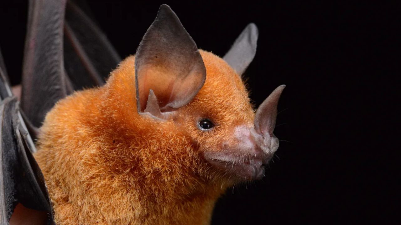 Bats Likely Originated in Europe About 65 Million Years Ago, Largest Bat Genome and Fossil Study Suggests