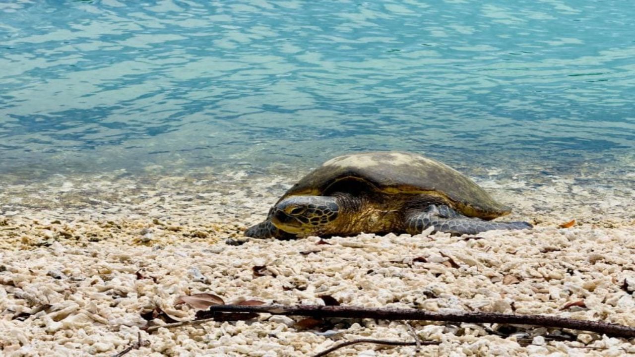 Satellite-Tagged Green Sea Turtles Stayed Inside the Galápagos Marine Reserve, Surprising Researchers