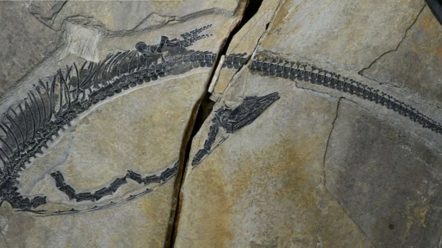 Triassic Fossil of Austronaga minuta Preserves the Oldest Known Largely Complete Reptile Digestive System