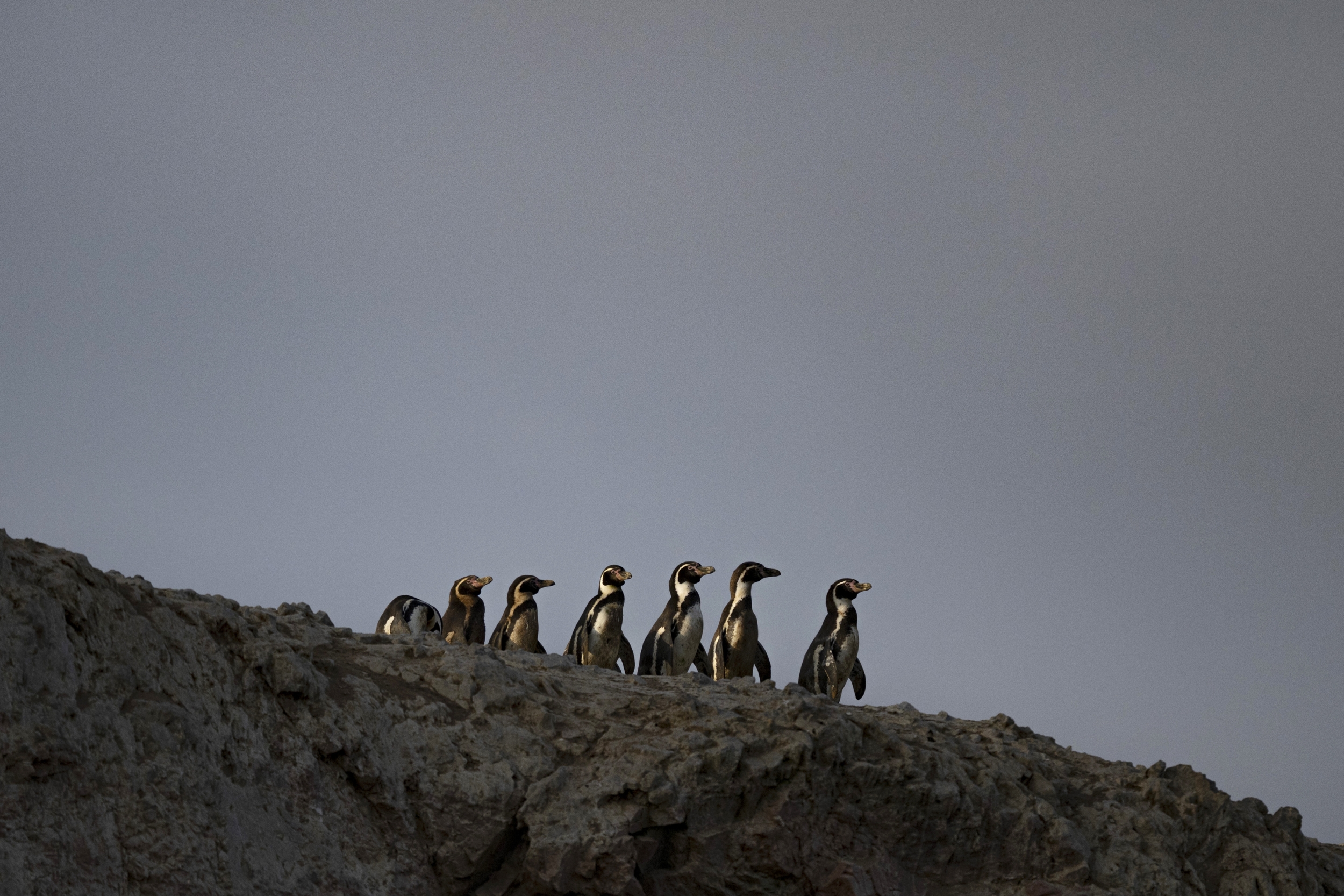 Peru's Desert Penguins Face Collapse as NOAA Gives a Historic El Niño 75 Percent Odds