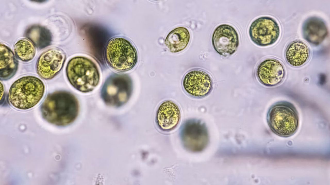 Nobel Prize in Medicine Honors a Light-Sensing Pond Alga Protein That Became a Switch for Brain Cells
