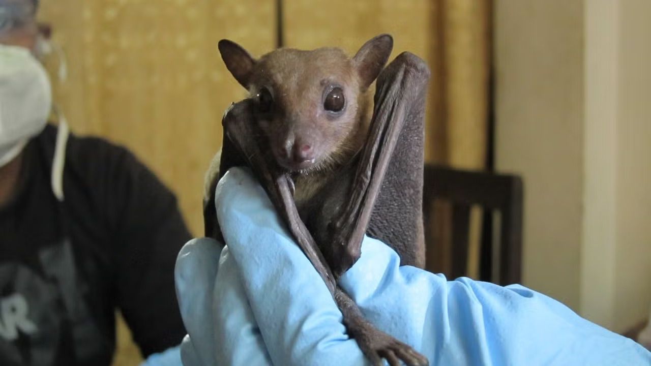 Ebola Outbreak Caused by a Bat-Linked Virus With No Approved Vaccine Passes 4,000 Deaths in Congo