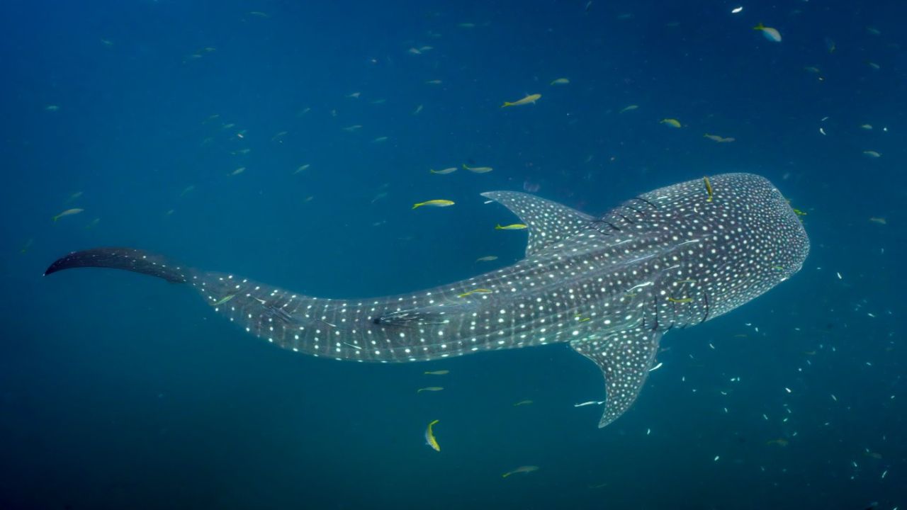 Five Whales and Whale Sharks Die in Three Weeks Along Indonesia's Coasts as Scientists Weigh Causes