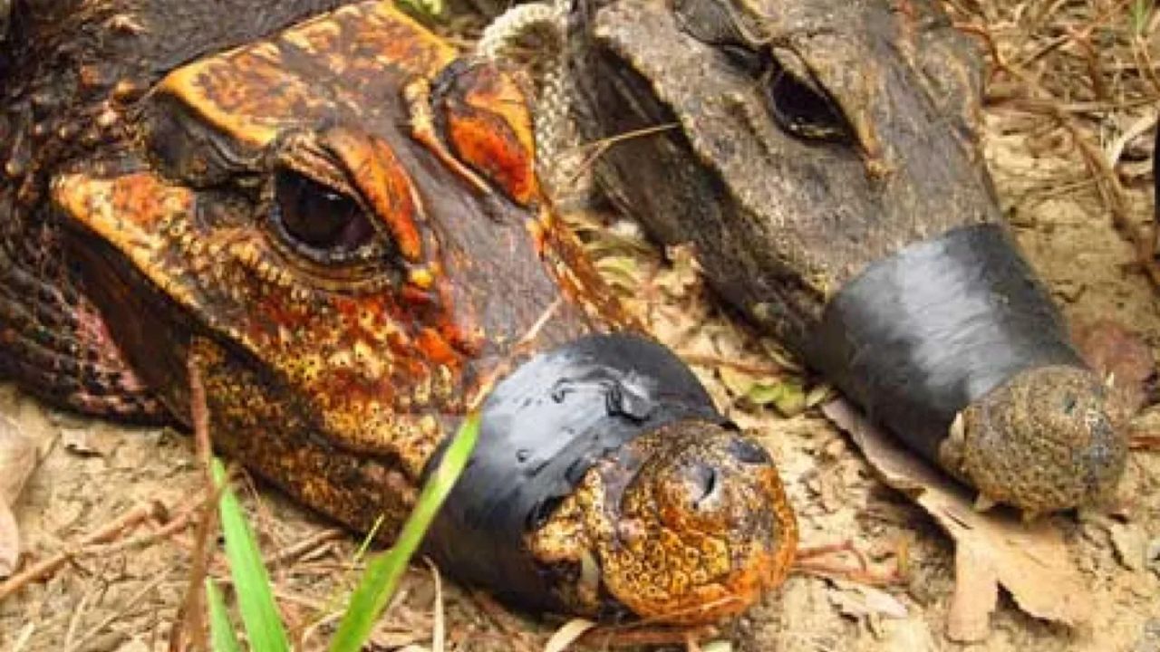 Gabon's Orange Cave Crocodiles Filmed Snatching Bats in the Dark for the First Time