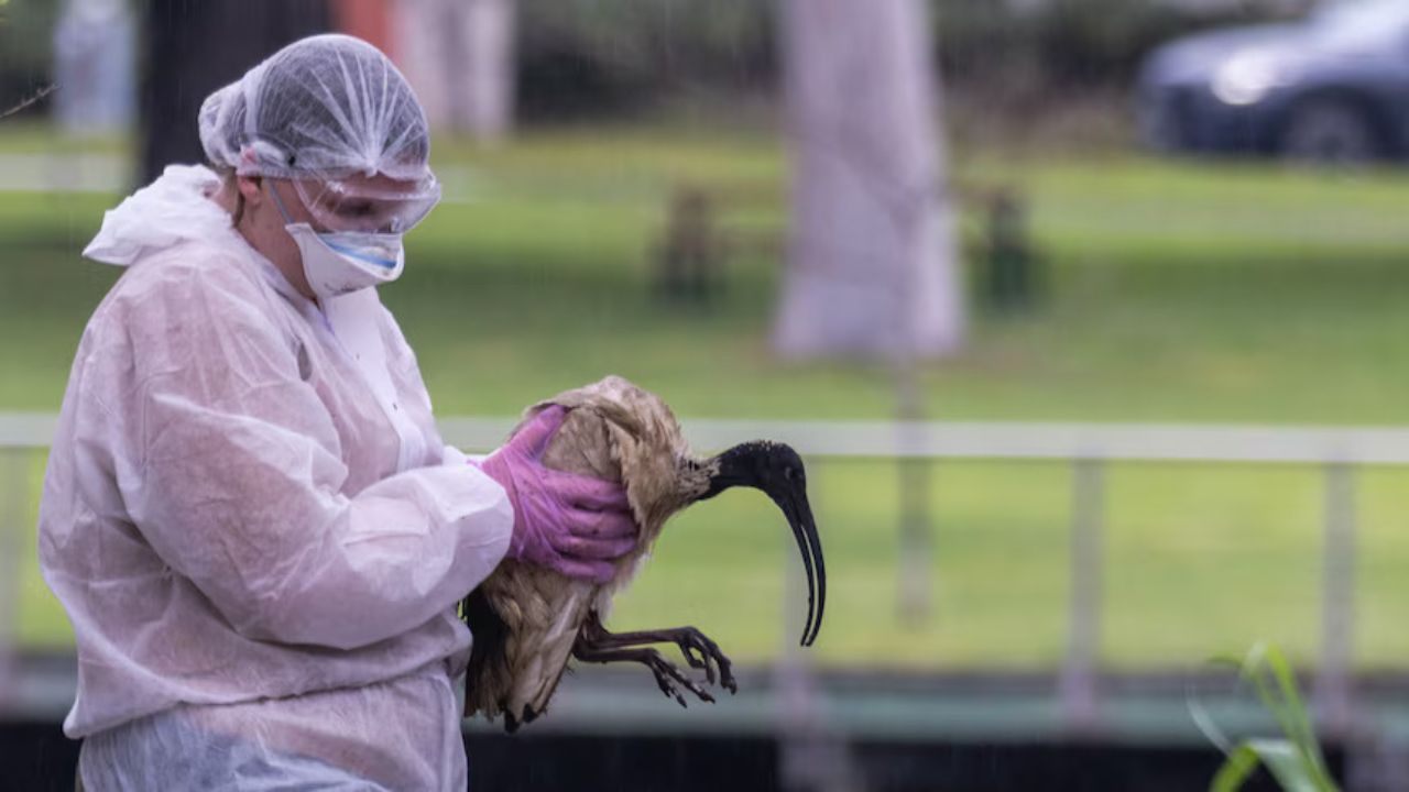 Ibis Deaths at Bendigo's Lake Weeroona Climb to 79 as Victoria Works to Rule Out H5 Bird Flu