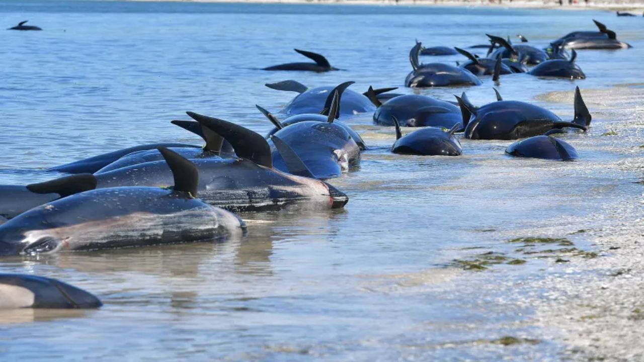 Up to 15 Pygmy Killer Whales Die After Mass Stranding on New Zealand's Ninety Mile Beach