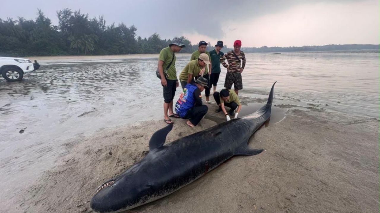 Rescued False Killer Whale Strands Again and Dies at Sarawak Beach as Heat Stress Is Suspected