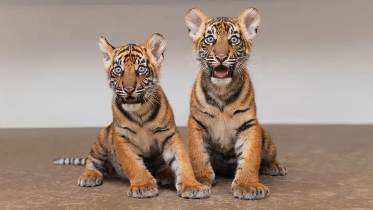 Fort Worth Zoo Welcomes Twin Sumatran Tiger Cubs, Its First Tiger Births Since 2008