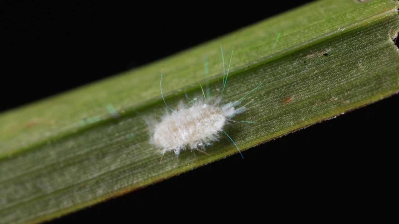 An Invasive Pasture Mealybug Is Turning Louisiana Sugarcane Brown as the 2026 Harvest Gets Underway
