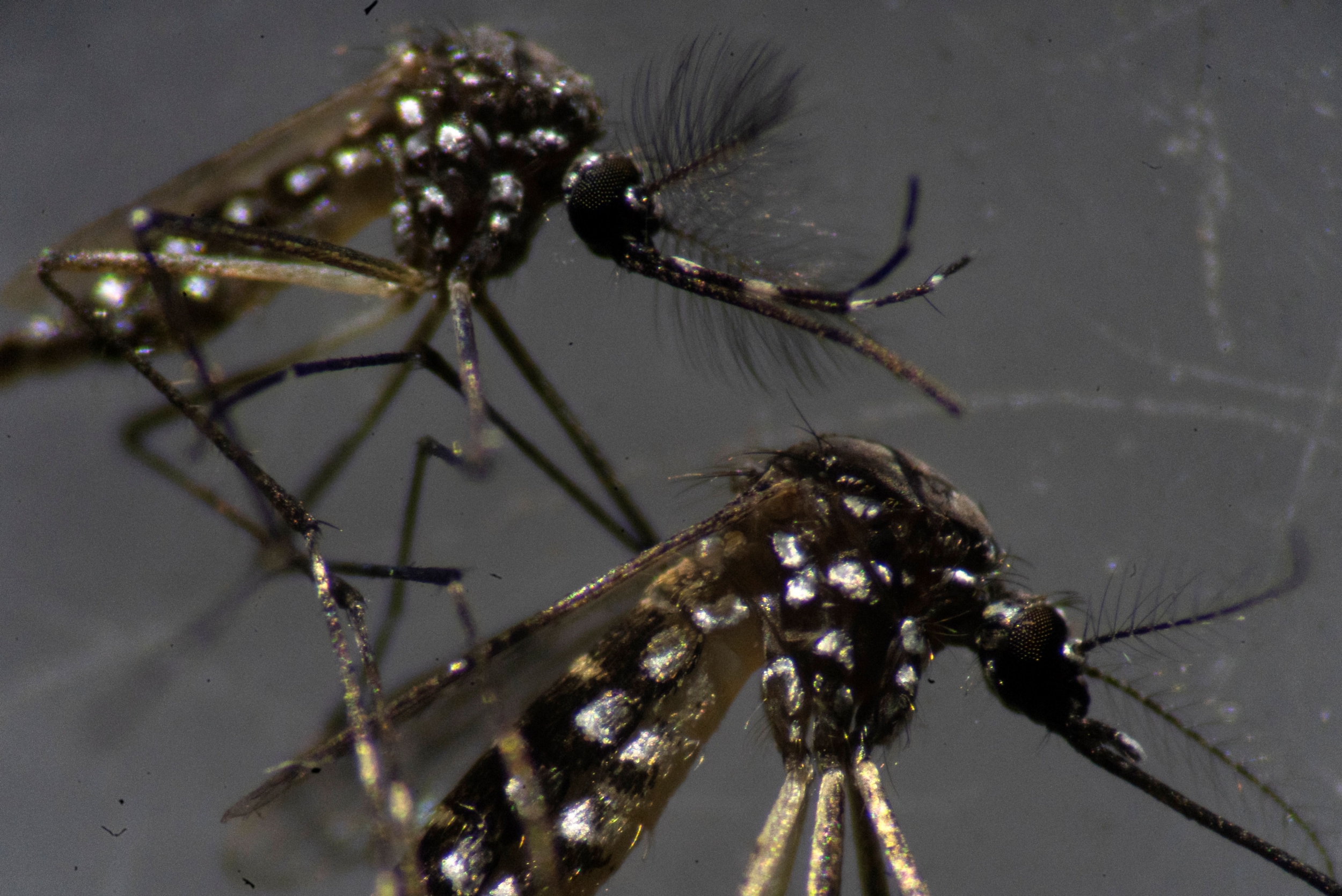 Mosquito-Spread Dengue Now Confirmed in Eight Florida Counties as Broward Joins the Outbreak Map