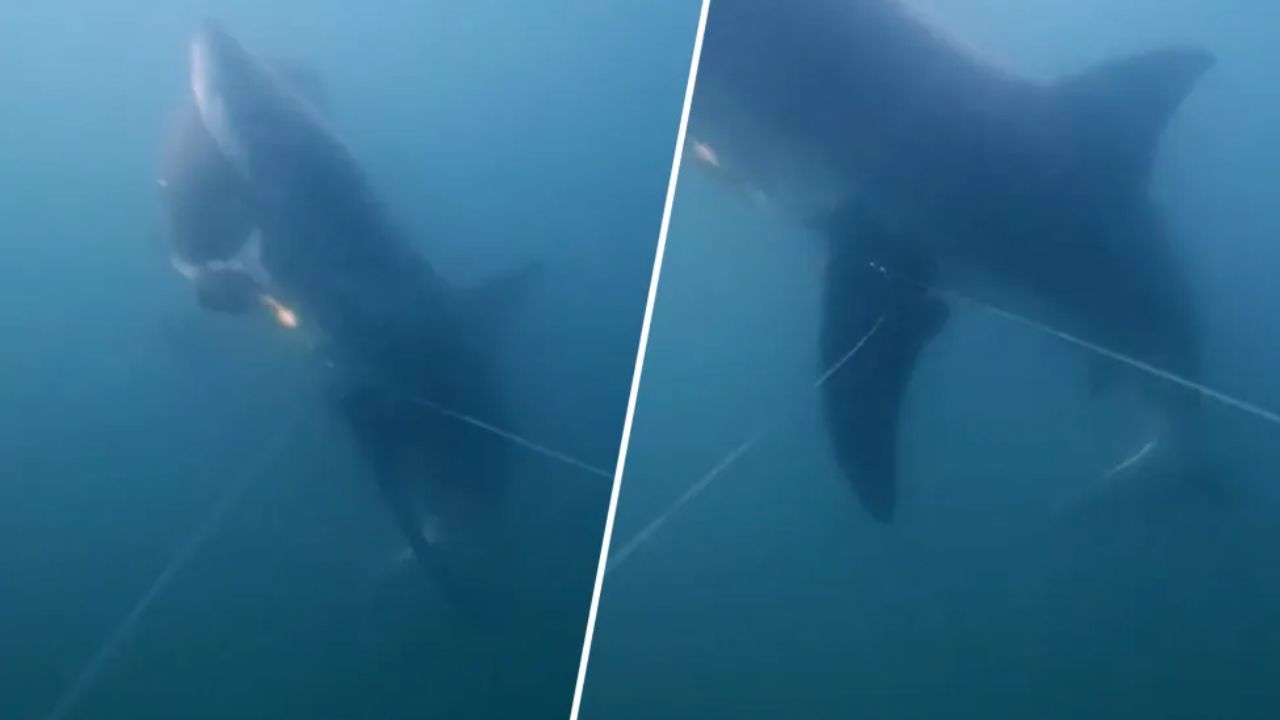 First Underwater Footage Shows a Great White Shark Stealing a Hooked Striped Bass Off Cape Cod