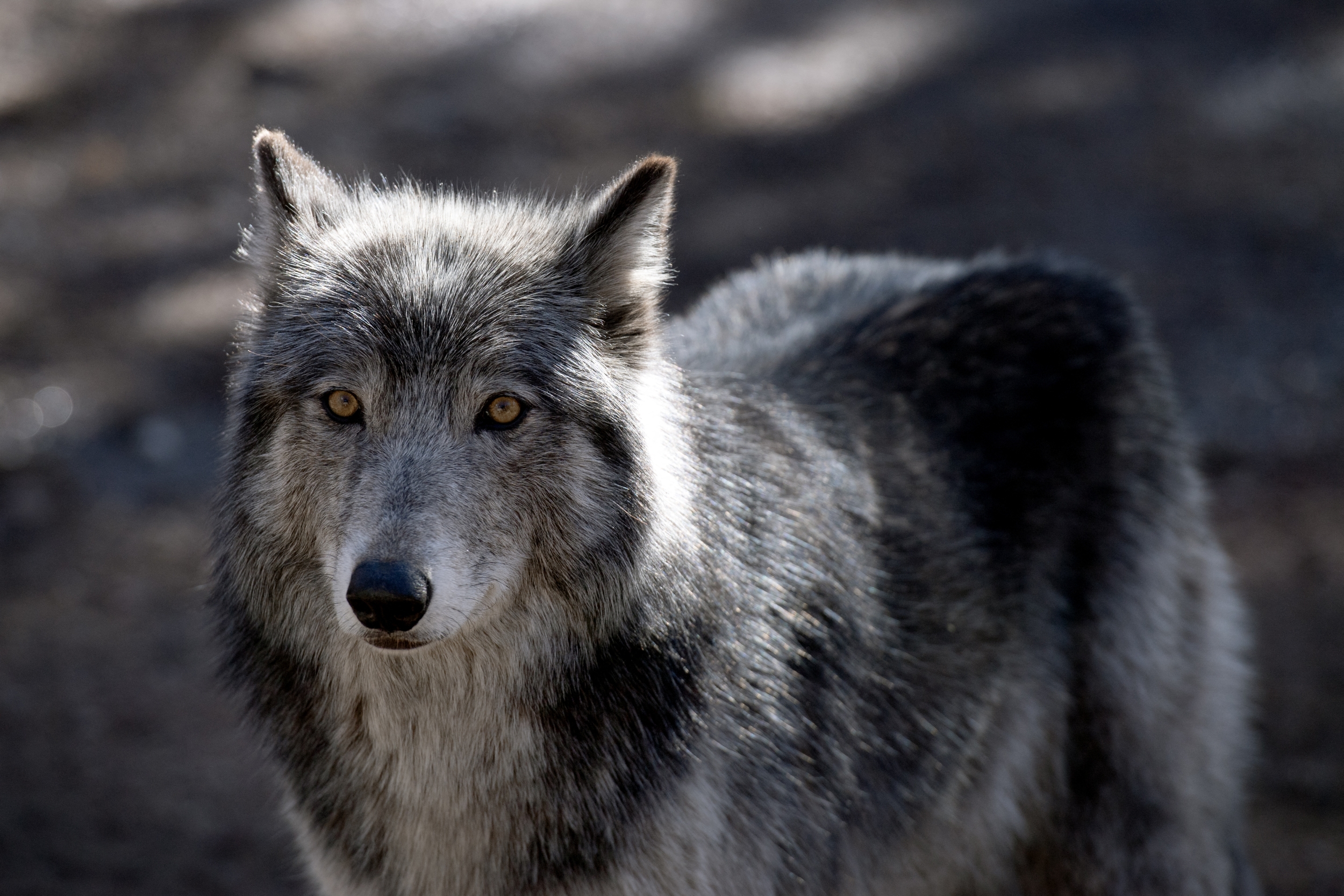Colorado Pauses Killing Wolves Over Livestock Losses as Survival Worries Shadow a Record Count of 45