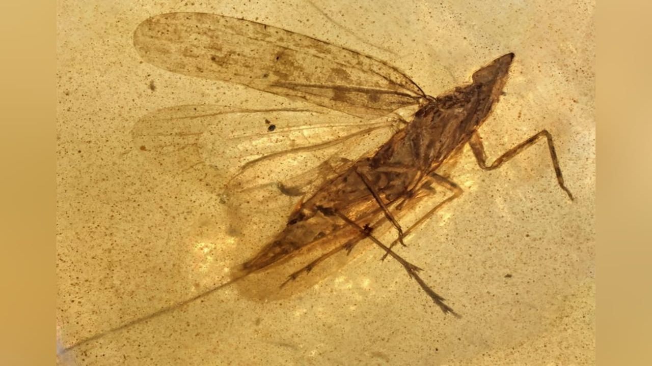 Amber Fossils From Myanmar Reveal a Cretaceous Insect Named for the Teletubbies' Noo-Noo With a Feeding Hose Nearly Twice Its Body Length